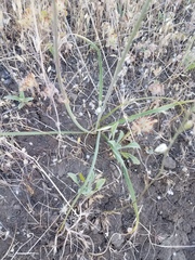 Chlorogalum angustifolium