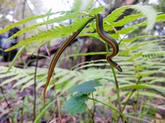 Diadophis punctatus stictogenys