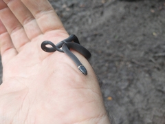 Diadophis punctatus stictogenys