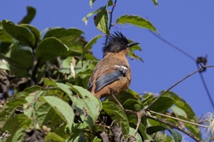 Heterophasia capistrata