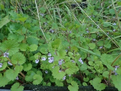 Glechoma grandis