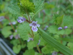 Glechoma grandis