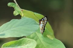 Graphium leonidas leonidas