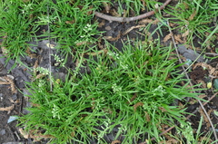 Poa annua