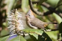 Rufous-Vented Yuhina photo 1