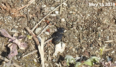 Clinterocera scabrosa