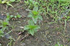 Mentha arvensis