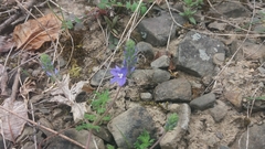 Veronica capsellicarpa