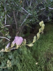 Sidalcea robusta