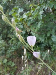 Sidalcea robusta