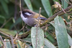 Fulvetta vinipectus