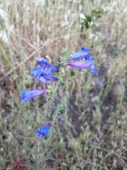 Penstemon heterophyllus