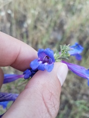 Penstemon heterophyllus