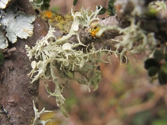 Ramalina glaucescens