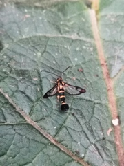Synanthedon