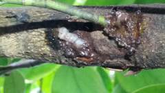 Austramathes purpurea