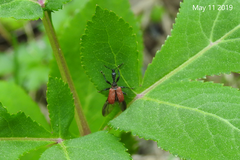 Apoderus jekelii