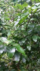 Austramathes purpurea