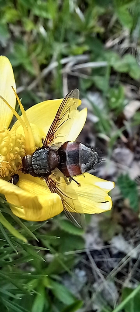 Blepharipa from Респ. Татарстан, Россия, 423940 on May 23, 2024 at 03: ...