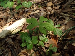Sanicula chinensis