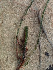 Chaetomorpha coliformis