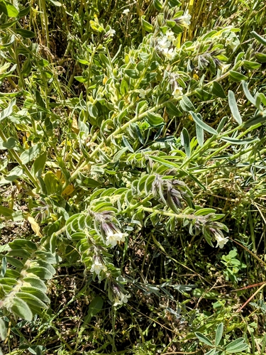 Image of Alkanna orientalis by no rights reserved
