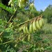 Astragalus propinquus - Photo (c) Aleksandr Ebel, some rights reserved (CC BY-NC), uploaded by Aleksandr Ebel