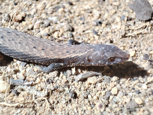 Skink Tegu, Leposoma scincoides