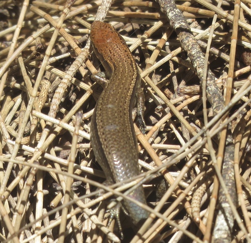 Dark-flecked Garden Sunskink