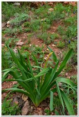 Eremurus spectabilis
