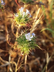Navarretia tagetina