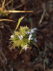 Navarretia tagetina