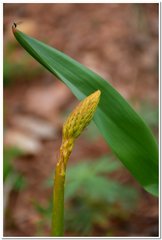 Eremurus spectabilis
