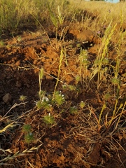 Navarretia tagetina