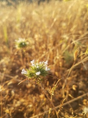 Navarretia tagetina