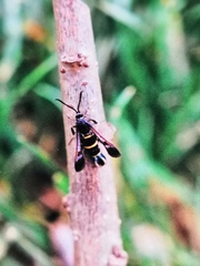 Synanthedon flaviventris