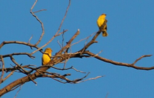 Holub's Golden Weaver (Ploceus xanthops), photo 5