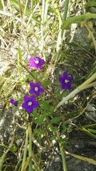 Legousia speculum-veneris