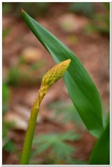 Eremurus spectabilis