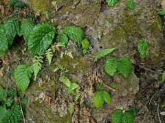 Conandron ramondioides