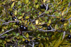 Coprosma colensoi