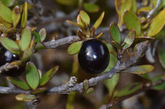 Coprosma colensoi