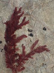 Euptilota formosissima