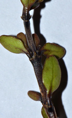 Coprosma colensoi