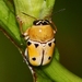 Griburius larvatus - Photo (c) Dan Irizarry, algunos derechos reservados (CC BY-NC-SA)
