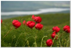 Paeonia tenuifolia