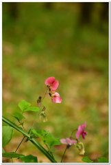 Lathyrus rotundifolius