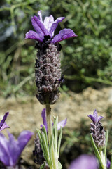 Levandule korunkatá (Lavandula stoechas): původ a využití — fotografie 2