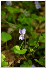 Viola sieheana