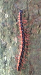 Helicorthomorpha holstii